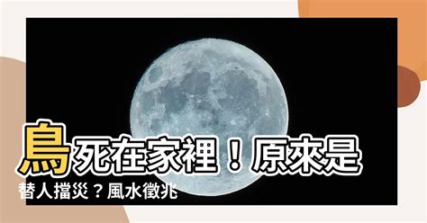 鳥死在家裡|家裡出現死鳥 鳥死在院子里是擋災